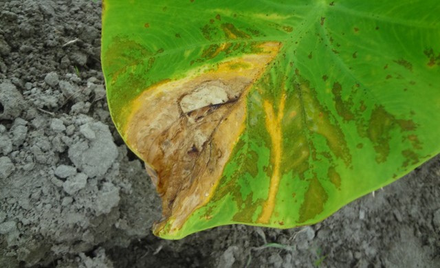 Styuardessa bilan anal surat